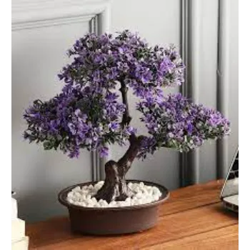 Best Bonsai Plants